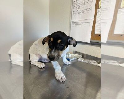 Jesse - Jack-Rat Terrier Male Puppy for Adoption