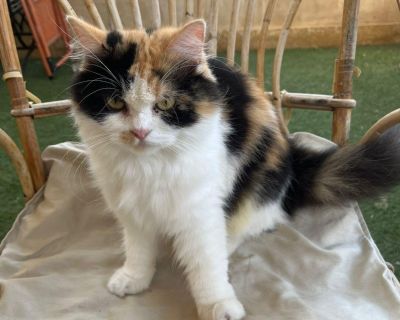 Calila - Persian & Maine Coon Mix Female Cat for Adoption