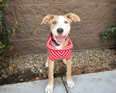 Lucy - Pit Bull Terrier & Australian Cattle Dog / Blue Heeler Mix Female Puppy for Adoption