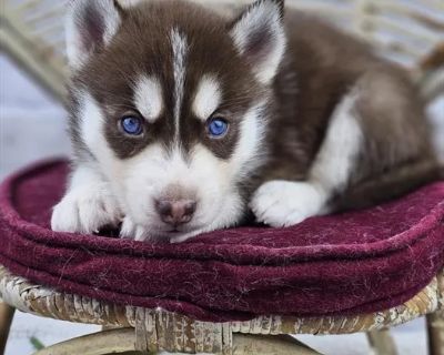 Aspen - Male Siberian Husky Puppy for Sale