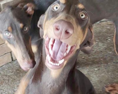 Dobie pup #1-5 - Doberman Pinscher Male Puppy for Adoption