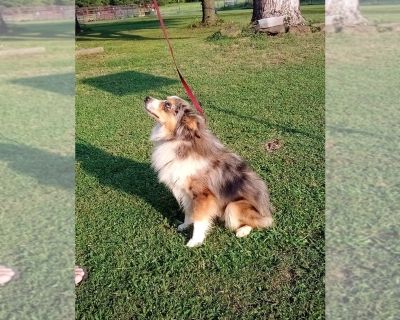 Bear - Miniature Australian Shepherd Male Adult Dog for Adoption