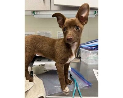 Poppi - Chihuahua/Mixed Breed (Medium) Mix Female Puppy for Adoption