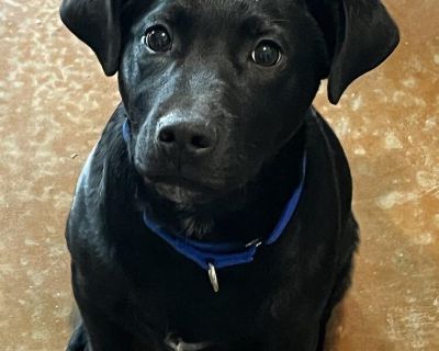 Peppo is an 8 month old labrador eager to learn. He knows basic commands and he is very sweet with other dogs and kids. He is crate trained and he seems potty trained. This labrador is amazing.. Adult Male Medium