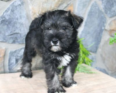 Danny - 8 Weeks Male Miniature Schnauzer Puppy for Sale