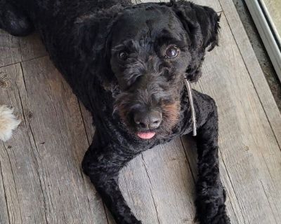 Eli - Wheaten Terrier & Standard Poodle Mix Male Dog for Adoption