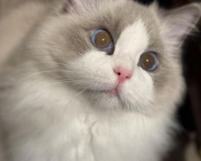 Champion Ragdoll Kittens - Ragdoll Female Kitten For Sale