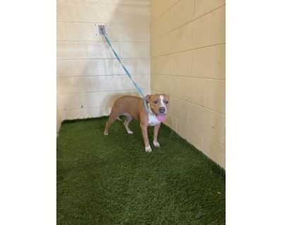 A1207462 - American Bulldog Female Dog for Adoption