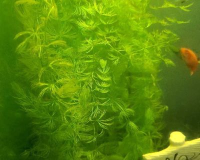 Aquarium plant