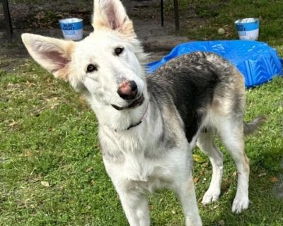 Jasmine - German Shepherd Dog & Standard Poodle Mix Female Dog for Adoption