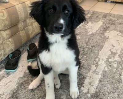 Great Pyrenees/Australian Shepard