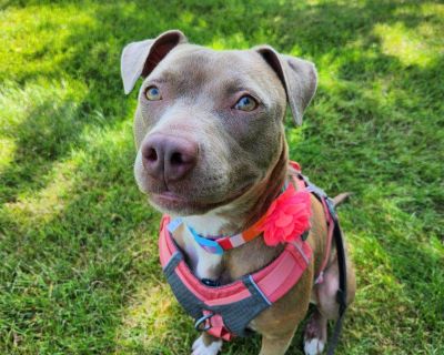 Hazel - Pit Bull Terrier Female Dog for Adoption