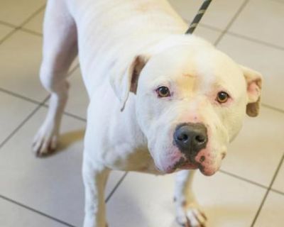 Health Spayed / neutered.. Adult Male Large