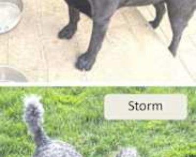 Eclipse & Storm-bonded pair - Labrador Retriever/Poodle (Standard) Mix Dog for Adoption