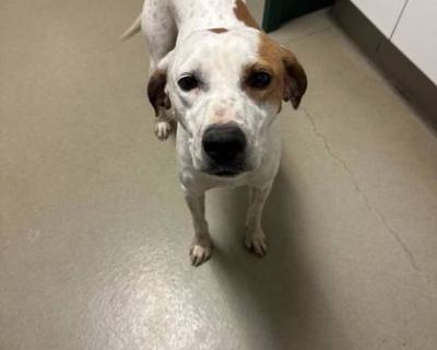 Pizza doesn't just wag her tail, she grins from ear to ear like she's powered entirely by joy (and maybe cheese). She loves dogs, likes cats, and greets every human like they're the best thing she's seen all day. She prances with a pep in her step, zooms with cartoon-level enthusiasm, and spreads happiness everywhere she goes. If you're looking for a daily dose of serotonin with four legs and a...