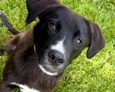 Rocky - Labrador Retriever Male Puppy for Adoption