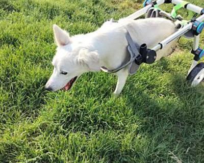 Strawcherry - Border Collie Female Dog for Adoption