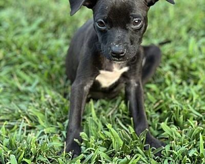 Secret - Boxer/Bulldog Mix Female Puppy for Adoption