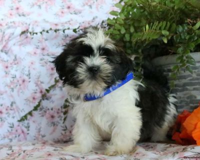 Tootsie - 9 Weeks Female Shih Tzu Puppy for Sale