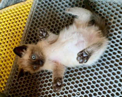 Siamese Kittens *FLASH SALE!! Read Ad!!*