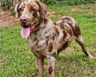 Angus - Male Puppy Catahoula / Lab for Adoption