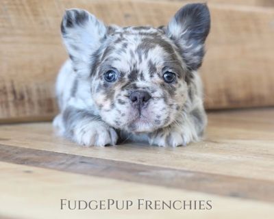 french bulldog