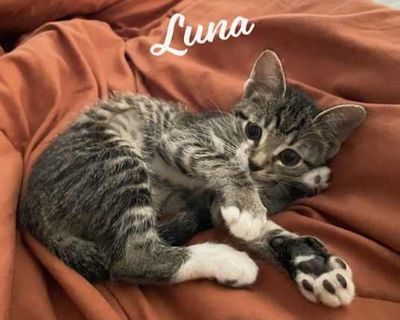 Luna #sister-of-Clover - Domestic Shorthair Female Cat for Adoption