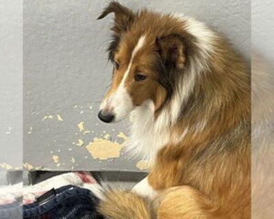 Adult * Location Dublin, OH, 43016 USA USA *. Dog Breed: Shetland Sheepdog Sheltie (medium coat). To make the adoption process faster and easier, please visit .almosthomeohio and complete our online application! Amber is 6 yrs old and new to our rescue. Please check back for updates Dont forget to visit our informative website, .almosthomeohio, for valuable information and interesting features....