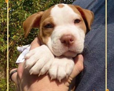 Linguine - American Pit Bull Terrier Male Puppy for Adoption