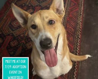 Jud Liberty - Terrier (Unknown Type, Medium) Male Dog for Adoption