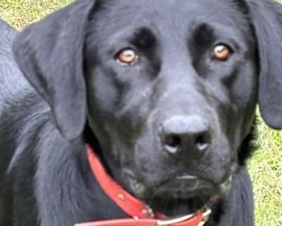 Cash - Labrador Retriever Male Dog for Adoption