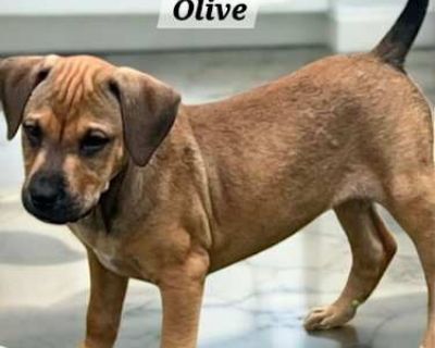 Olive - Terrier (Unknown Type, Medium)/Boxer Mix Female Puppy for Adoption
