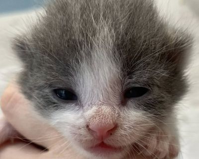 Candy - Domestic Short Hair Male Cat for Adoption