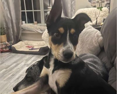 Orchid - Female Puppy Rat Terrier mix for Adoption