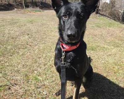 Gretchen - German Shepherd Dog Female Dog for Adoption