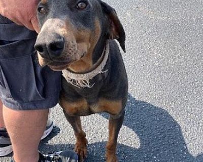 Amos - Doberman Pinscher Male Dog for Adoption