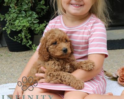 Kobe - Male Goldendoodle Puppy for Sale