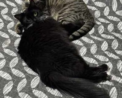 You can fill out an adoption application online on our official website. Bonded Pair Meet Oliver & Lucy A Bonded Pair Approx. 1 years old Adoption fee: $250 for the pair Oliver and Lucy are a bonded brother-and-sister duo who have grown up together in the same foster home since they were tiny kittens. They are gentle souls who will need a patient adopter willing to give them time to adjust and ...