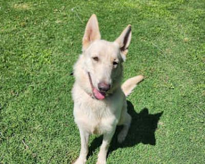 Thor - German Shepherd Dog/German Shepherd Dog Mix Male Dog for Adoption