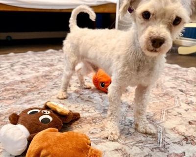 Chino - Maltese & Miniature Poodle Mix Male Dog for Adoption