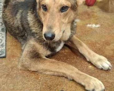 Lefty - Shepherd (Unknown Type)/Hound (Unknown Type) Mix Male Dog for Adoption