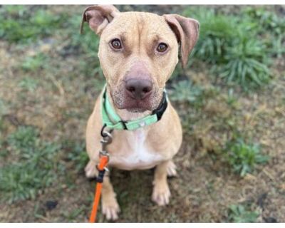 SHELBY - American Pit Bull Terrier Female Dog for Adoption