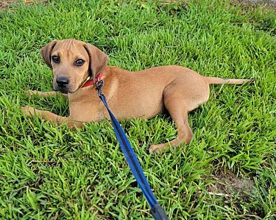 Lyndy - Labrador Retriever/Mixed Breed (Medium) Mix Female Puppy for Adoption