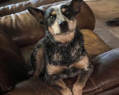 Corrie - Australian Cattle Dog Female Dog for Adoption