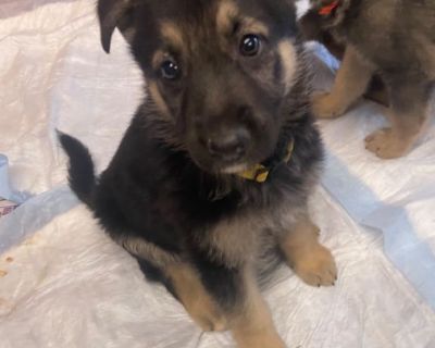 Long haired german shepherd puppies for hot sale sale craigslist