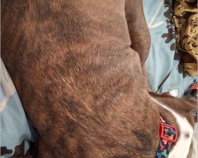Akeyra - Female Adult Pit Bull / Bull Terrier for Adoption