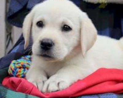 King - Labrador Retriever Male Puppy for Adoption