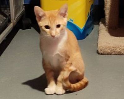 Peter - Domestic Shorthair Male Cat for Adoption