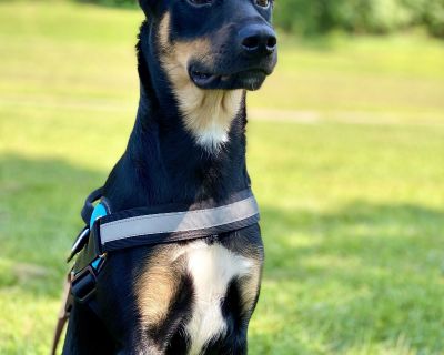 Valentina Litter - Laurel - Boxer & German Shepherd Dog Mix Female Puppy for Adoption