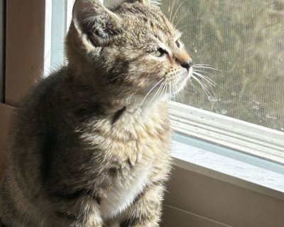 Lucy - Domestic Short Hair Mix Female Cat for Adoption